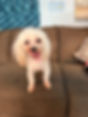 Tilly.JPG