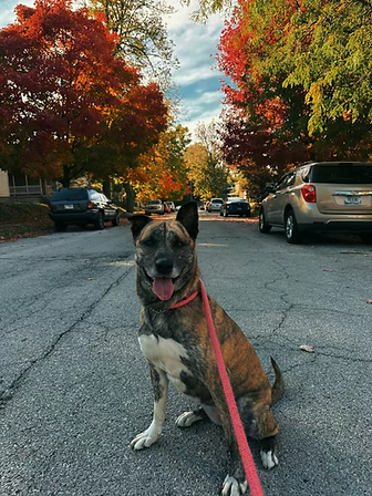 Hazel-fall-3.webp