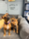 Valentine and pups.JPG