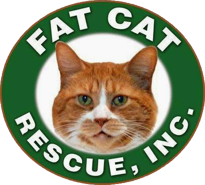 Special Needs Cats: Needing Rescued Or Adopted