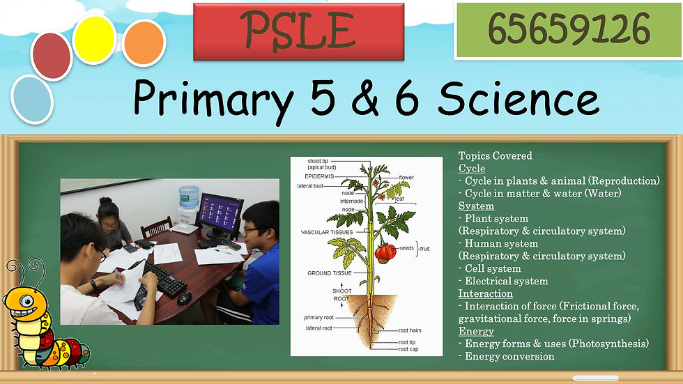 Primary 5 & 6 Scince