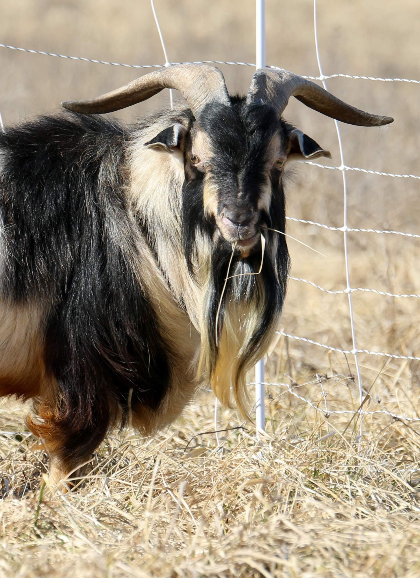 Waiting List - Arapawa Goat