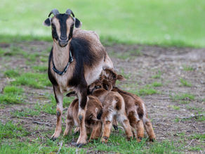 International Heritage Breed Week