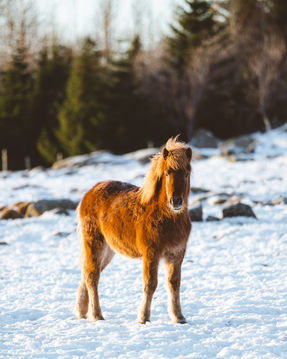 Lone Icelandic Horse standing in a snowy field. 