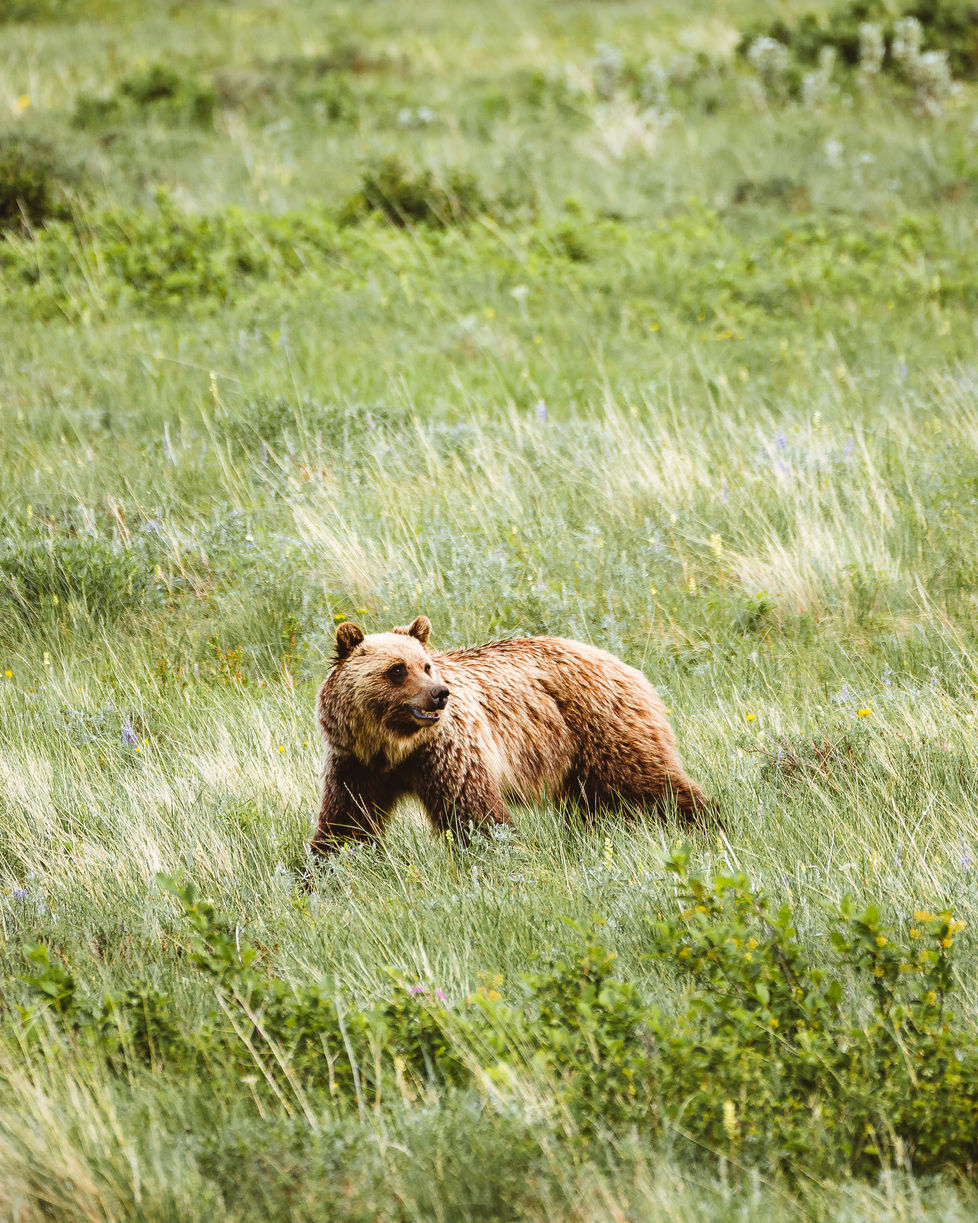 A bear walking through a meadow at Glacier National Park. 