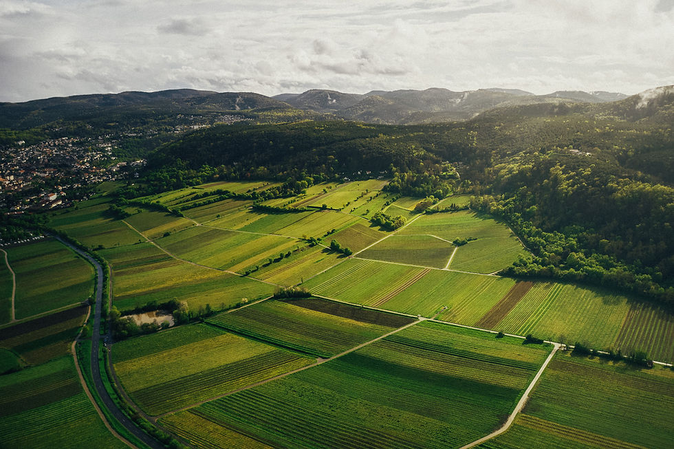 VDP.HOPPING Bad Dürkheim