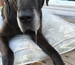 The House Fly Theory