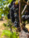 Gorgeous bunches of grapes right on the vines viewed in the fall of 2022 on one of Sonoma Wine Rides Healdsburg Wine Tours.  