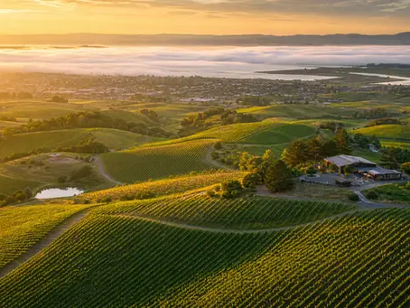 Discover the Hidden Gem of Petaluma: A Unique Wine Experience