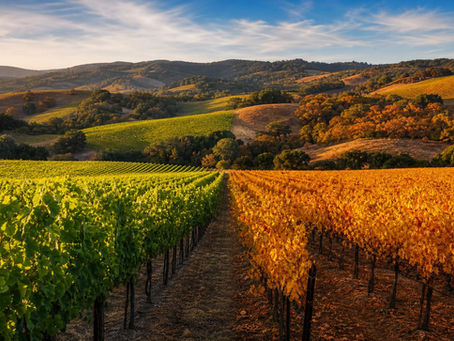 Sonoma Wine Country by Season: What to Expect Month by Month