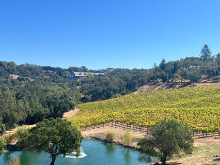 Sonoma County's Exquisite Pinot Noir: A Deep Dive into Wine Differences