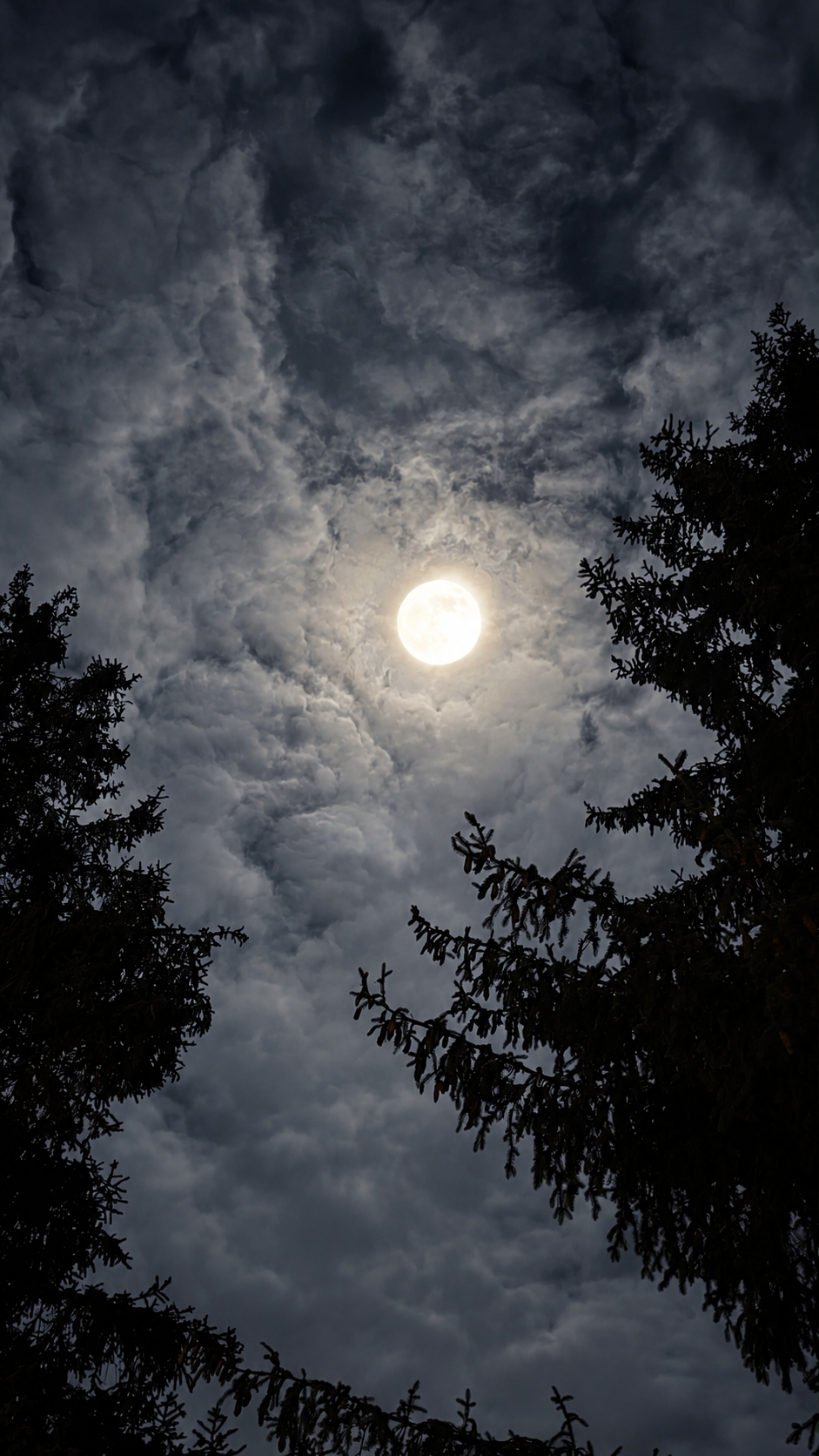 Der helle Mond zwischen dunklen Baumkronen und feinen Wolken.