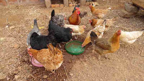 Country Chicken Farming!