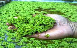 Azolla (water fern) as protein-rich animal feed!