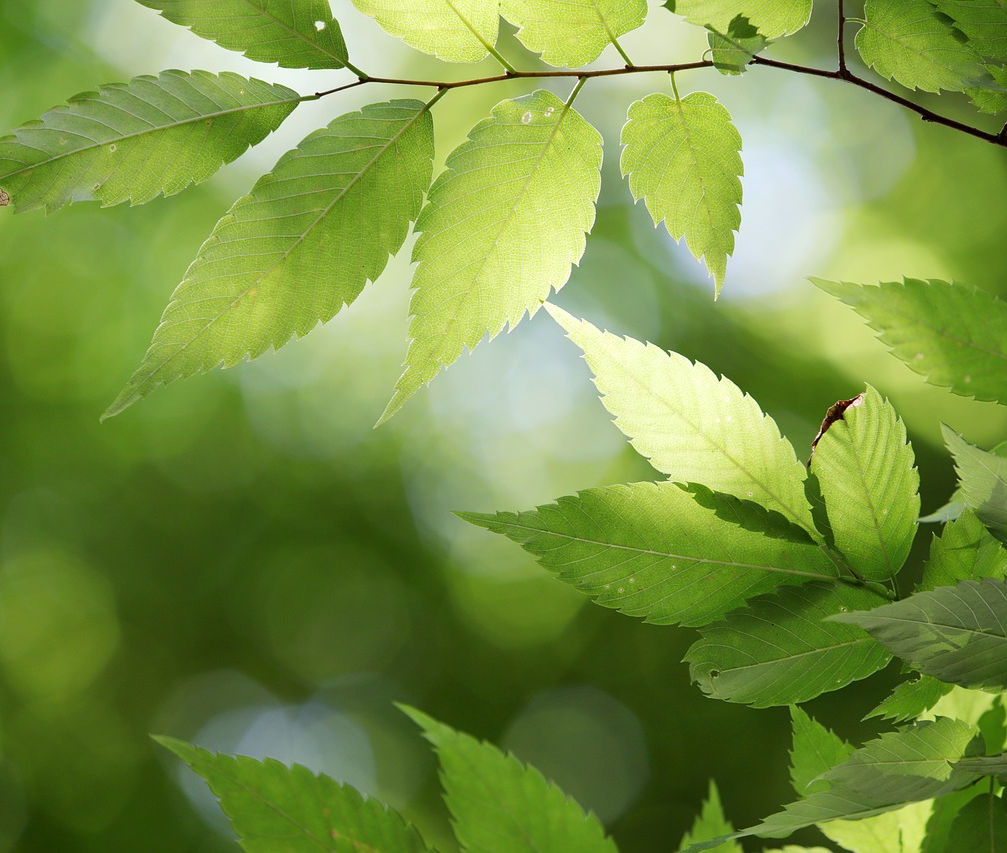 leaves-4291098_1280_edited.jpg