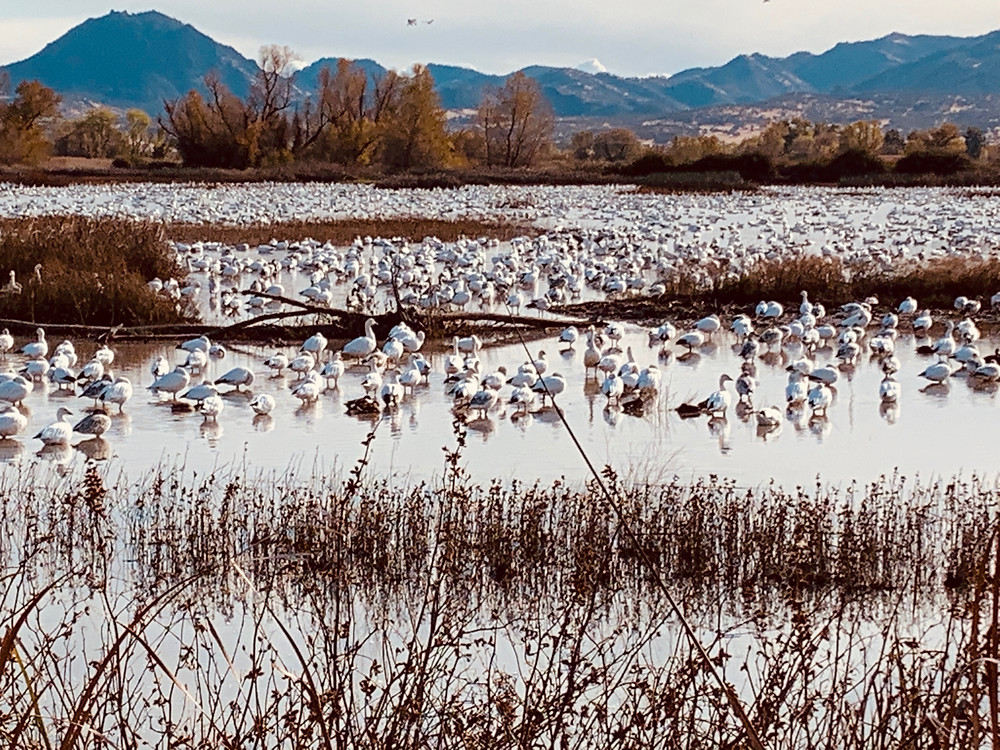 "Bird migration of snow geese at Gray Lodge Wildlife Refuge"
