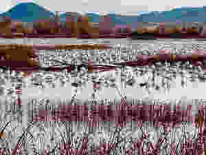 "Bird migration of snow geese at Gray Lodge Wildlife Refuge"