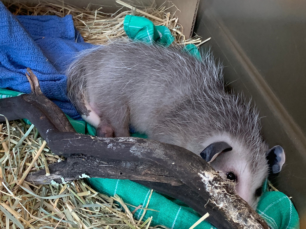 Native Animal Rescue rehabbed possum resting in nest