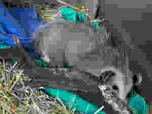 Native Animal Rescue rehabbed possum resting in nest