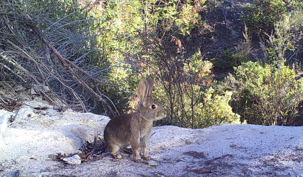Brown rabbit in sandhill chaparral in Ben Lomond, CA