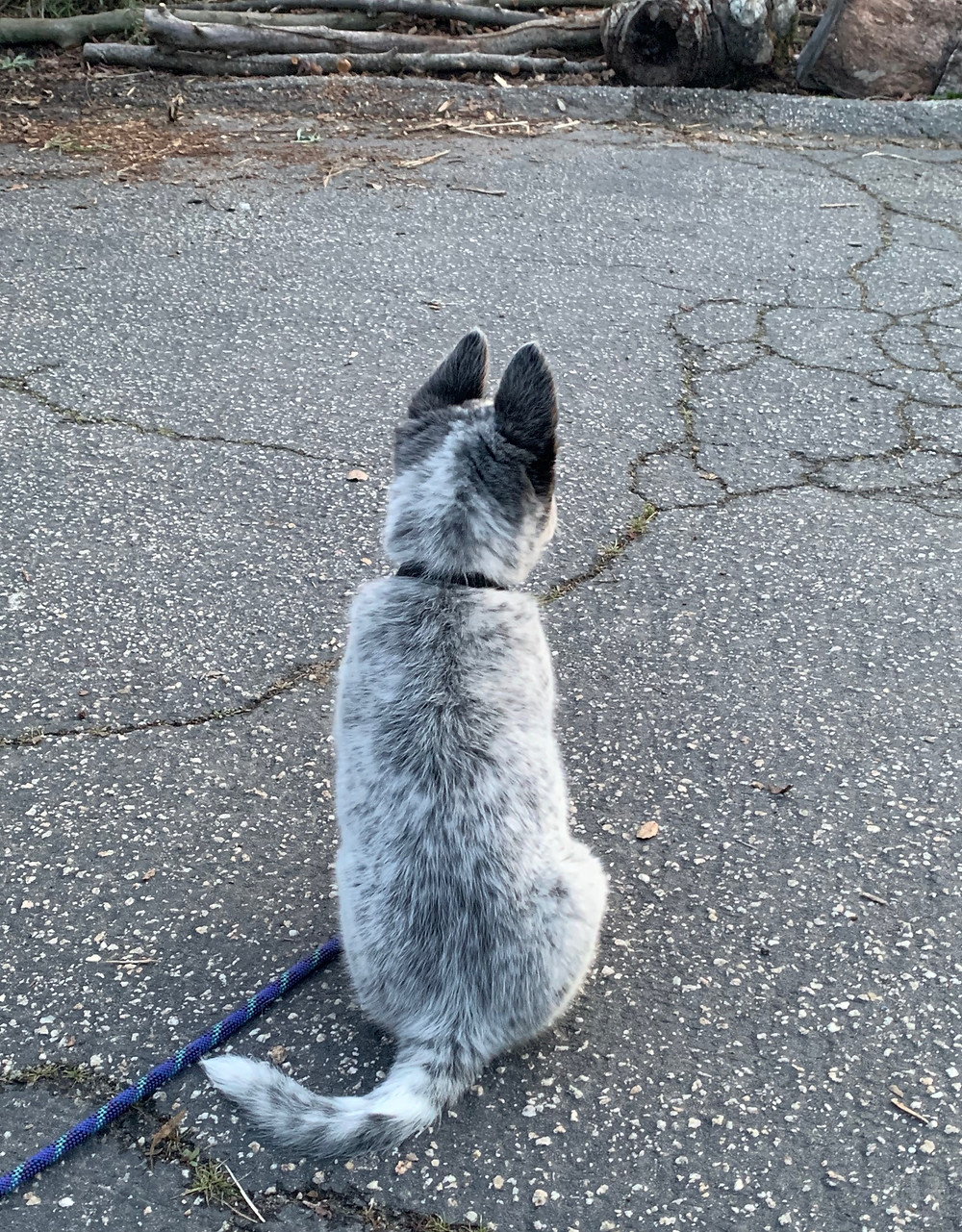 Australian cattle dog from behind with large ears and long tail