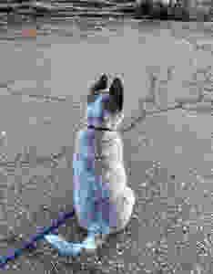 Australian cattle dog from behind with large ears and long tail