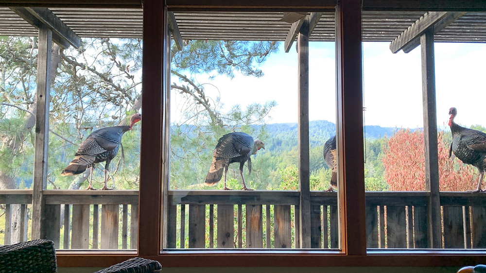 Wild turkeys perched on fence railing outside large windows