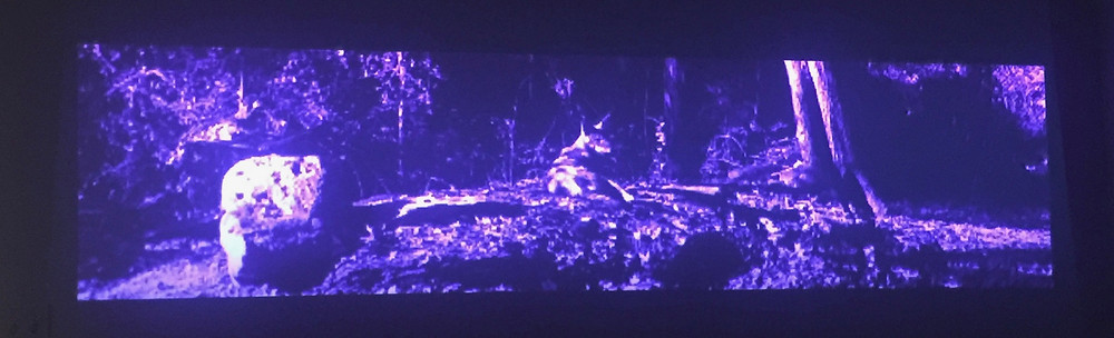 Endangered red wolves sitting in front of wolf den. From art installation, Wolf Nation 2018, by Alan Michelson
