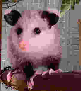 "Young opossum at Native Animal Rescue in Santa Cruz, CA"