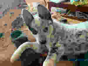 Australian blue heeler puppy gazing at camera