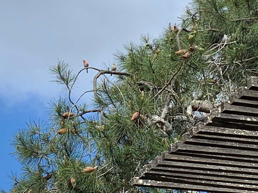 Knob cone pine branches with songbird. Ben Lomond, California