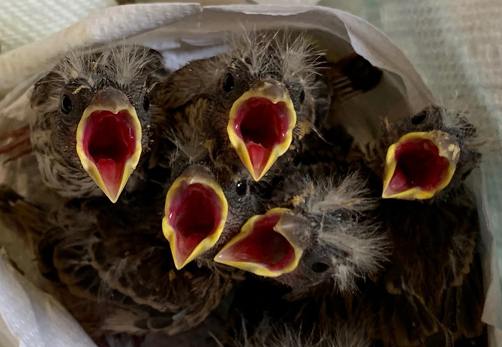 "Baby birds waiting for food at Native Animal Rescue"