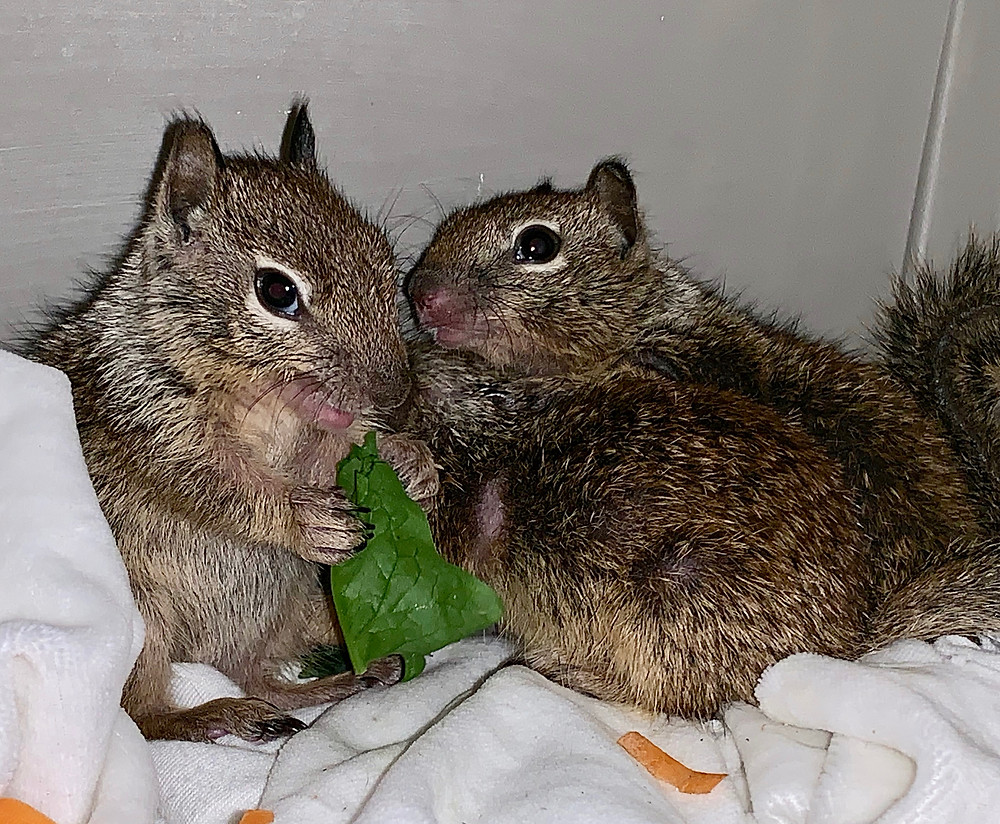 "Wild ground squirrels eating spinach leaf at Native Animal Rescue rehab center"