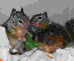 "Wild ground squirrels eating spinach leaf at Native Animal Rescue rehab center"