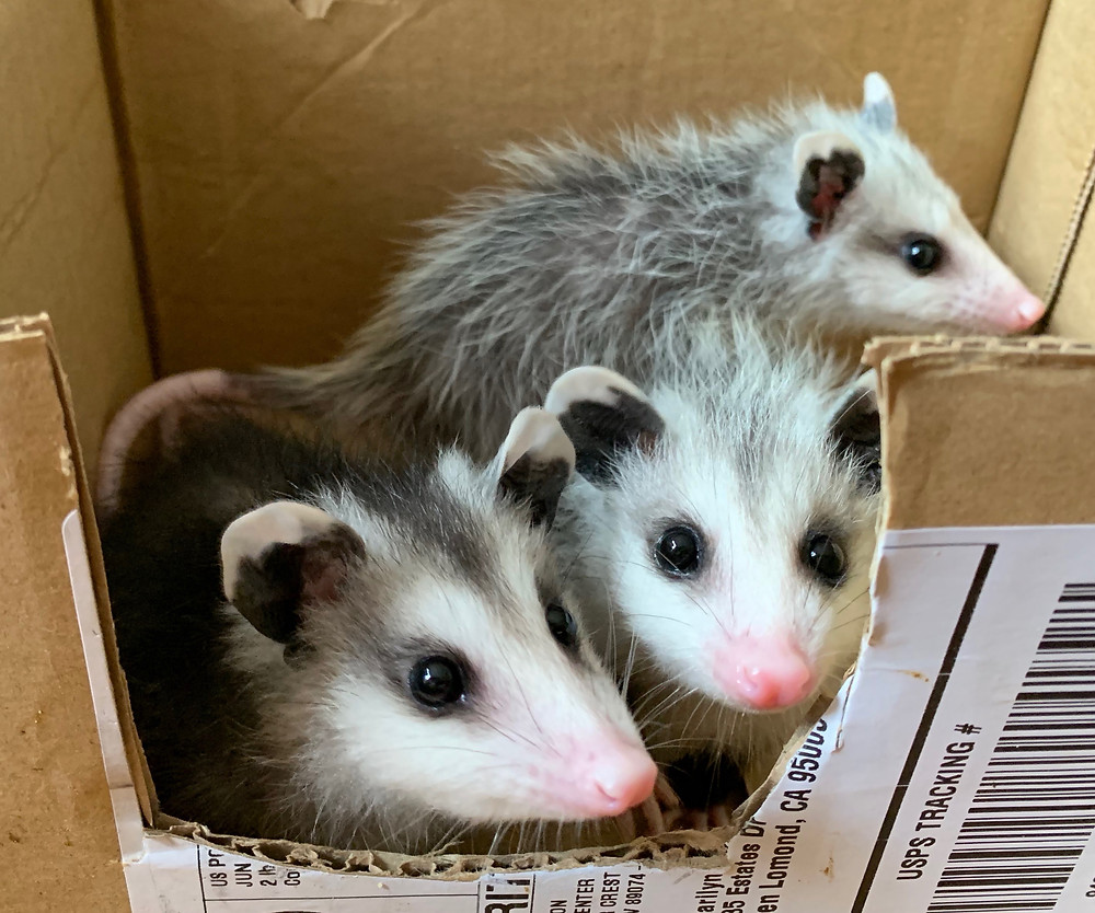 Three wild baby opossums gazing out of NAR cage