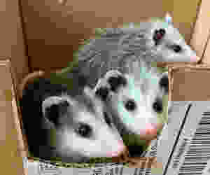 Three wild baby opossums gazing out of NAR cage
