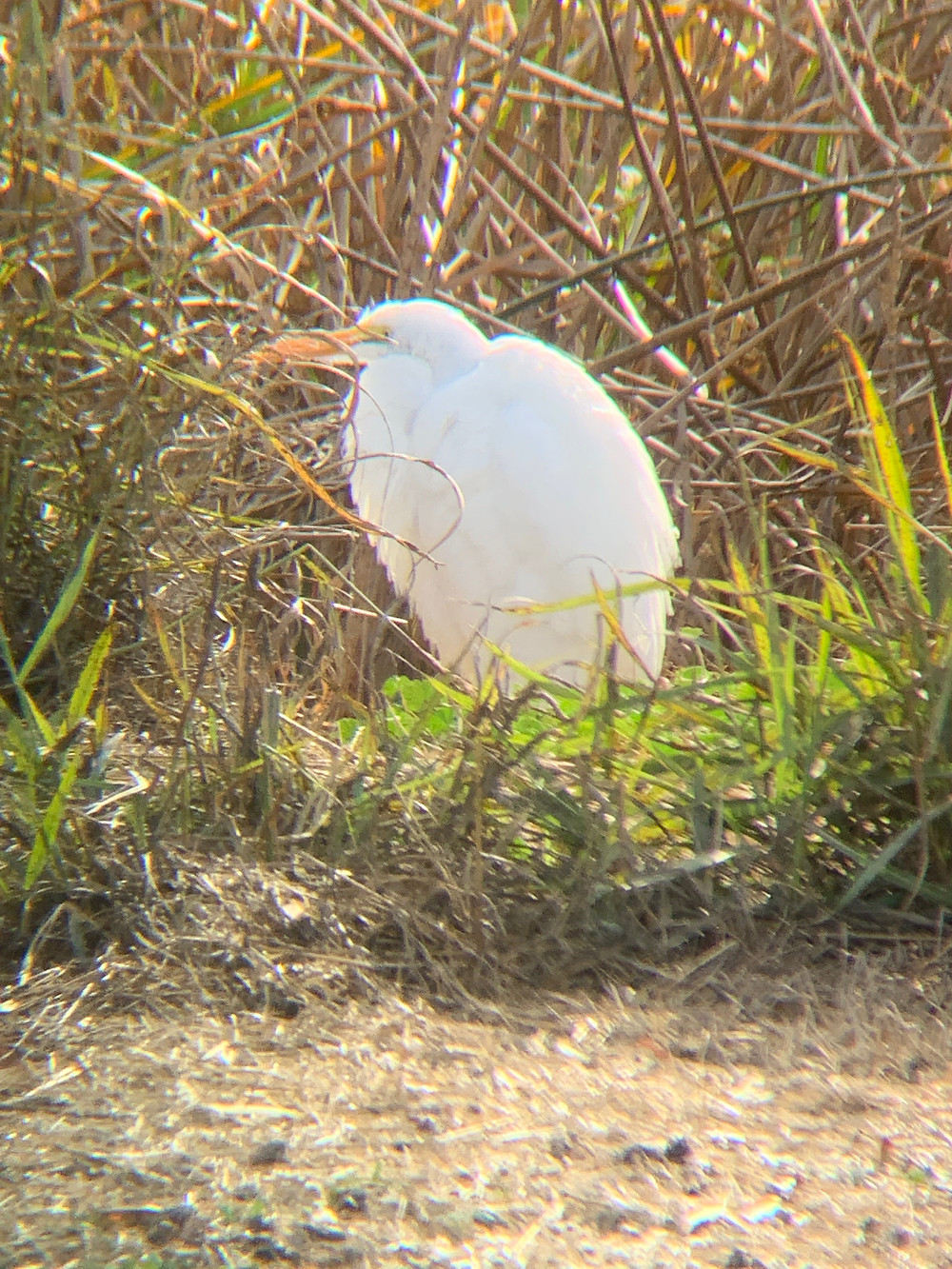 "Snowy egret in wetland habitat at Gray Lodge Wildlife Refuge"