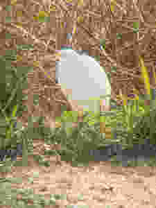 "Snowy egret in wetland habitat at Gray Lodge Wildlife Refuge"