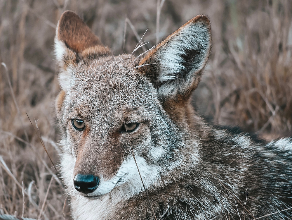 Wild coyote head with furry ears and eyes staring