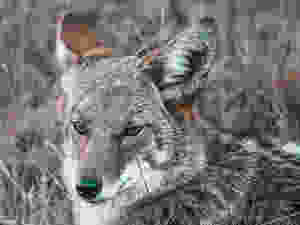 Wild coyote head with furry ears and eyes staring