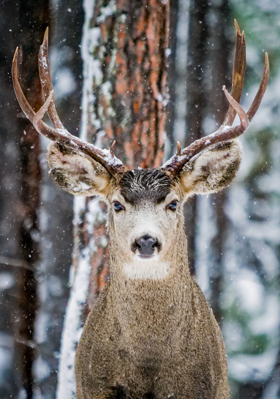 buck on a snowy morning