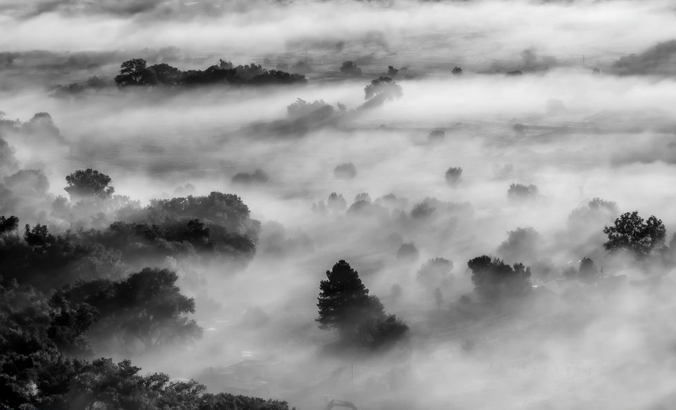 fog through trees