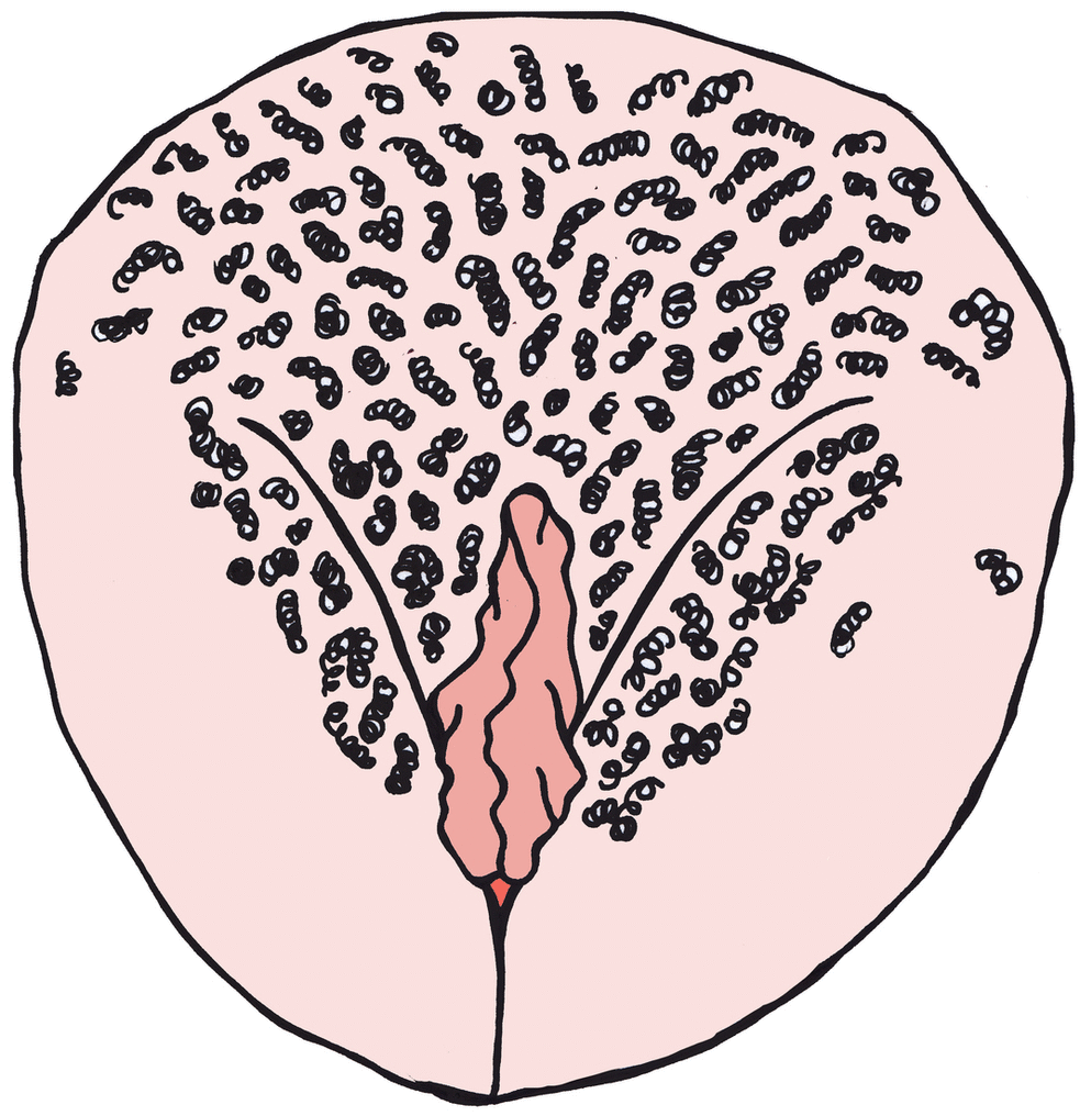 Vagina 6-GIF-V1.gif