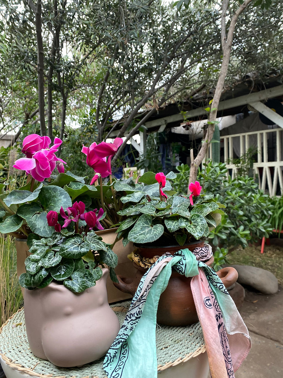 Miniatura: VIOLETAS DE PERSIA