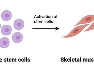 Skeletal Muscle Tissue Engineering: From Scaffolds to Functional Tissue
