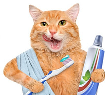cartoon cat with toothbrush and paste