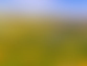 Is Instagram putting California’s Super Bloom in Danger?!