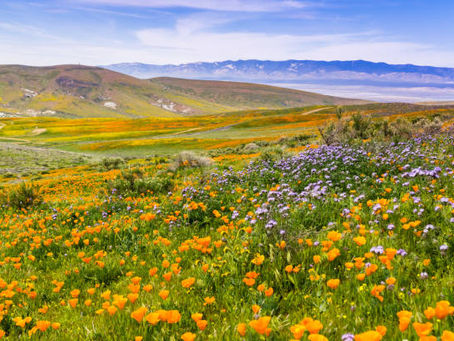 Is Instagram putting California’s Super Bloom in Danger?!