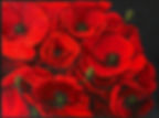 Decorative oil painting Desire by Catherine Snowstorm. Close-up red poppies with pearl-like green stamens against a deep black background.