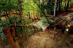Bossen-Wandelroute-Sint-Jansberg.jpeg